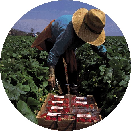 A farmer picking strawberries in a field.